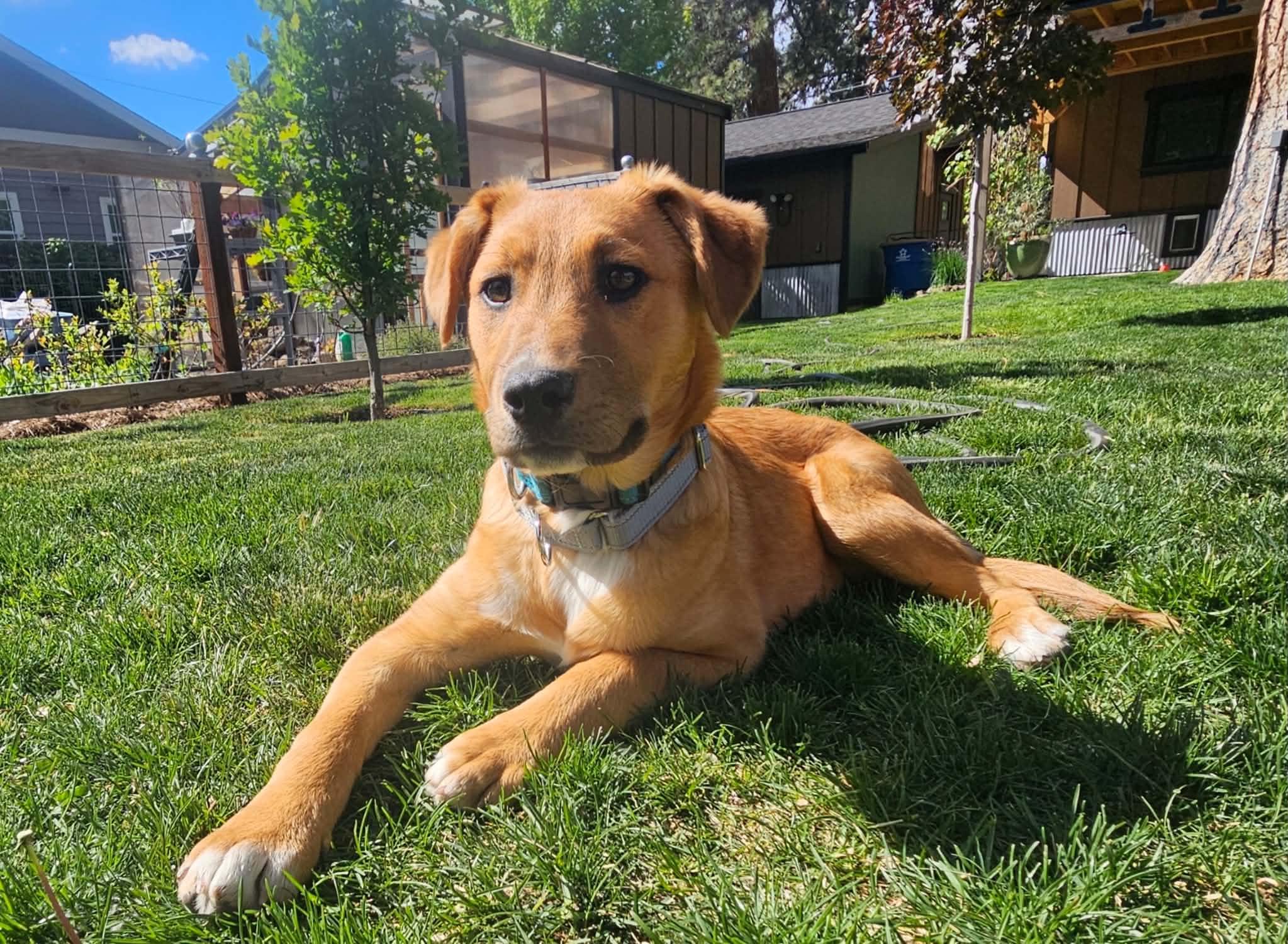 Cheeto, an adopted mixed breed in Bend, OR image 3/6