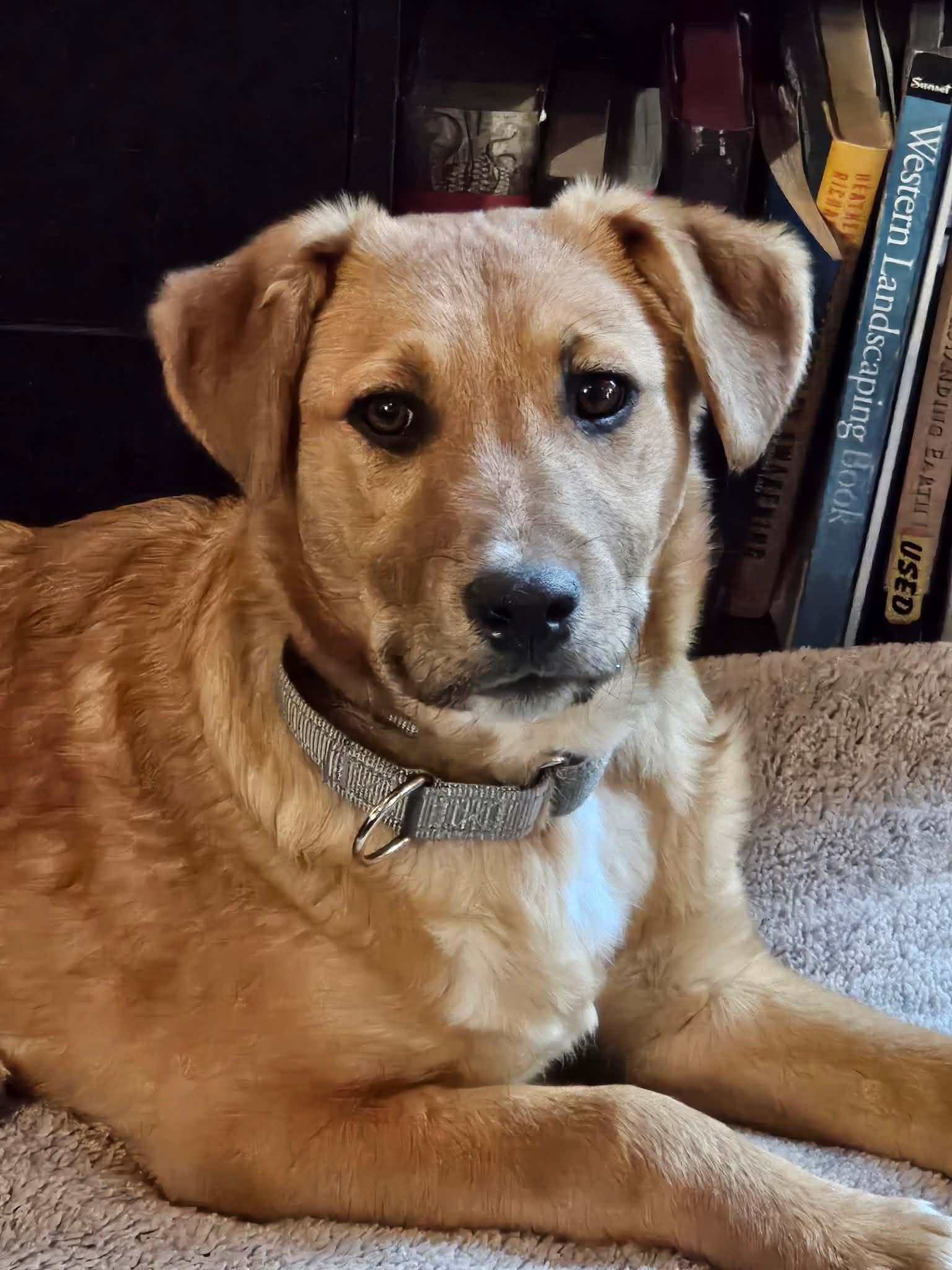 Cheeto, adopted, Puppy Male Australian Cattle Dog / Blue Heeler & Retriever.