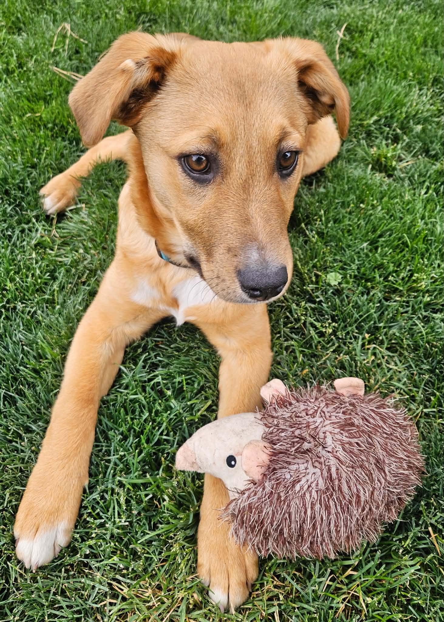 Cheeto, an adopted mixed breed in Bend, OR image 5/6