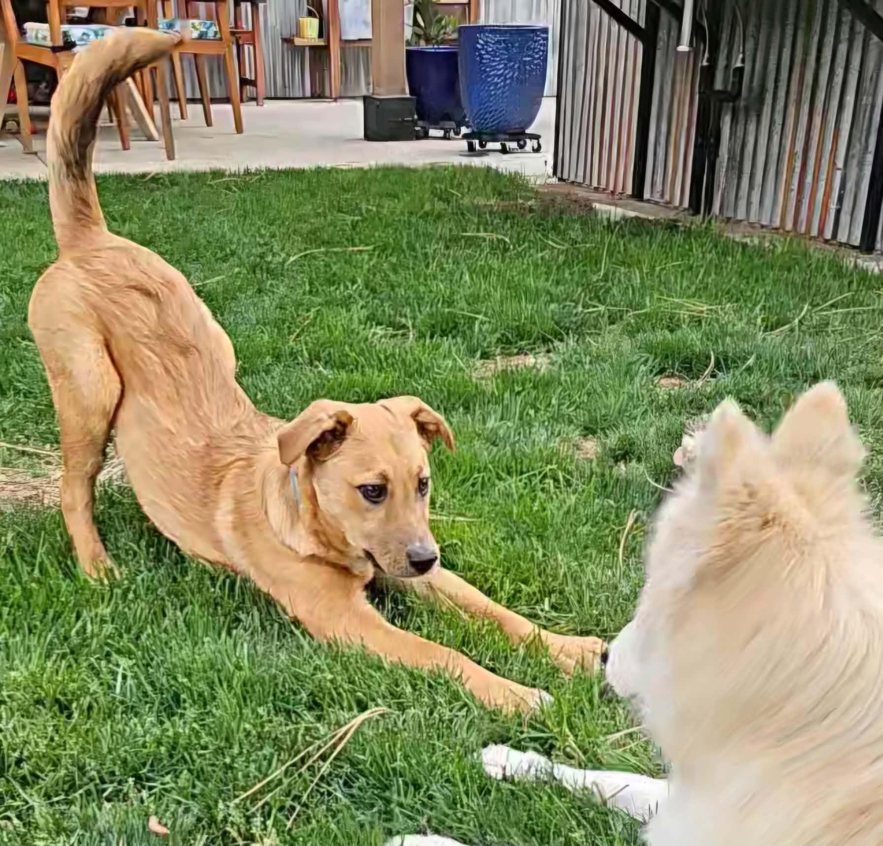 Cheeto, an adopted mixed breed in Bend, OR image 2/6