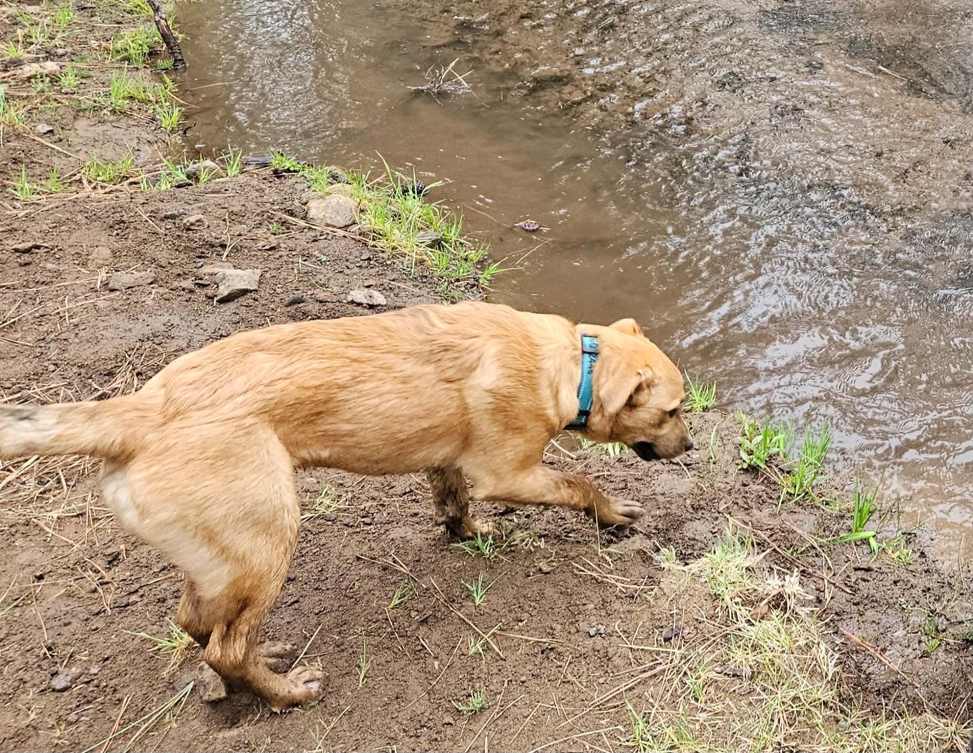 Cheeto, an adopted mixed breed in Bend, OR image 6/6