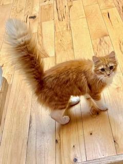 Butter, adopted, Young Female Ragdoll & Domestic Medium Hair.