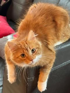 Enlarge Butter, an adopted mixed breed in Los Angeles, CA image 2/6