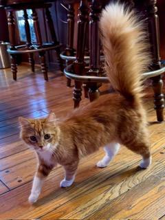 Enlarge Butter, an adopted mixed breed in Los Angeles, CA image 3/6