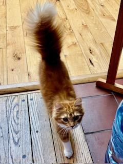 Enlarge Butter, an adopted mixed breed in Los Angeles, CA image 5/6