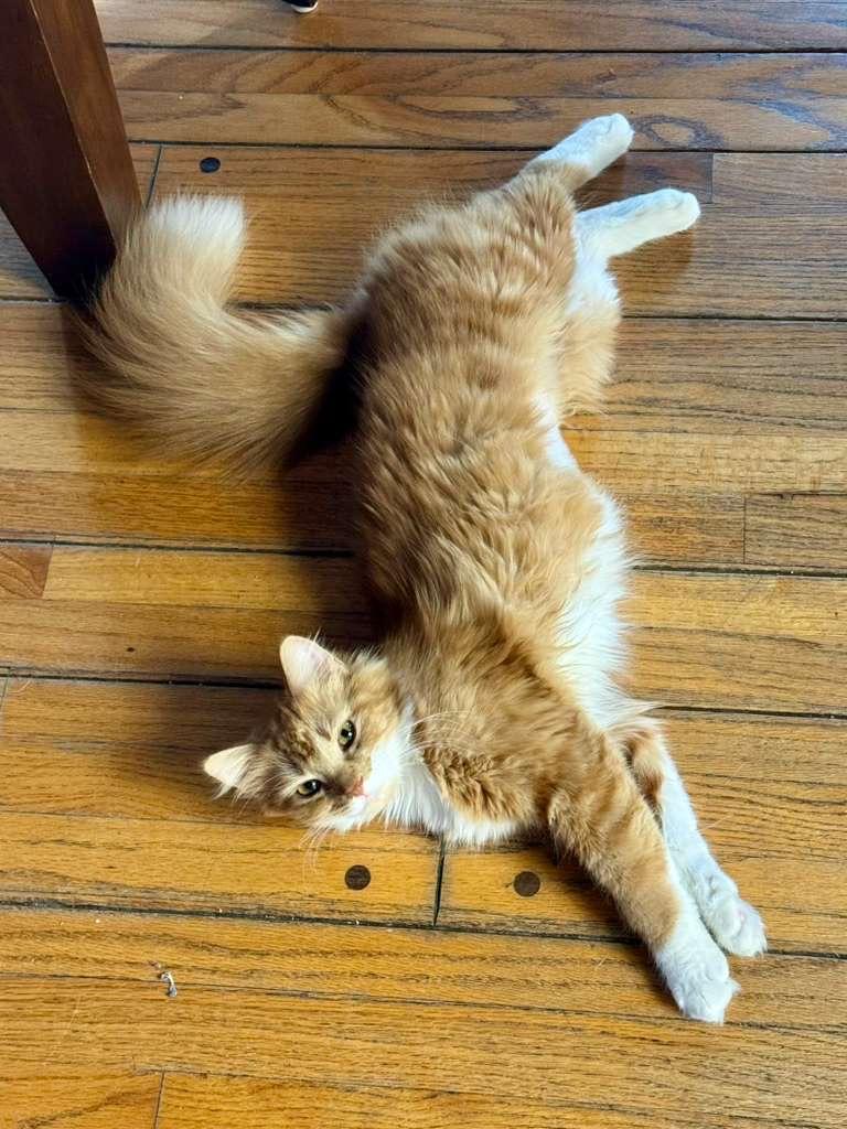 Enlarge Butter, an adopted mixed breed in Los Angeles, CA image 6/6