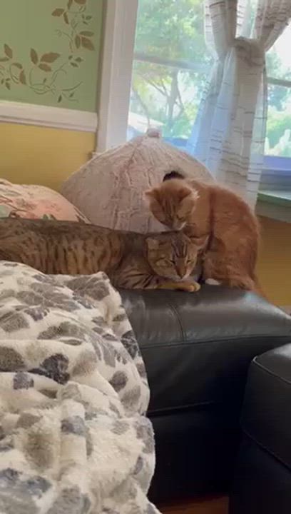 Enlarge Butter, an adopted mixed breed in Los Angeles, CA video 4/6