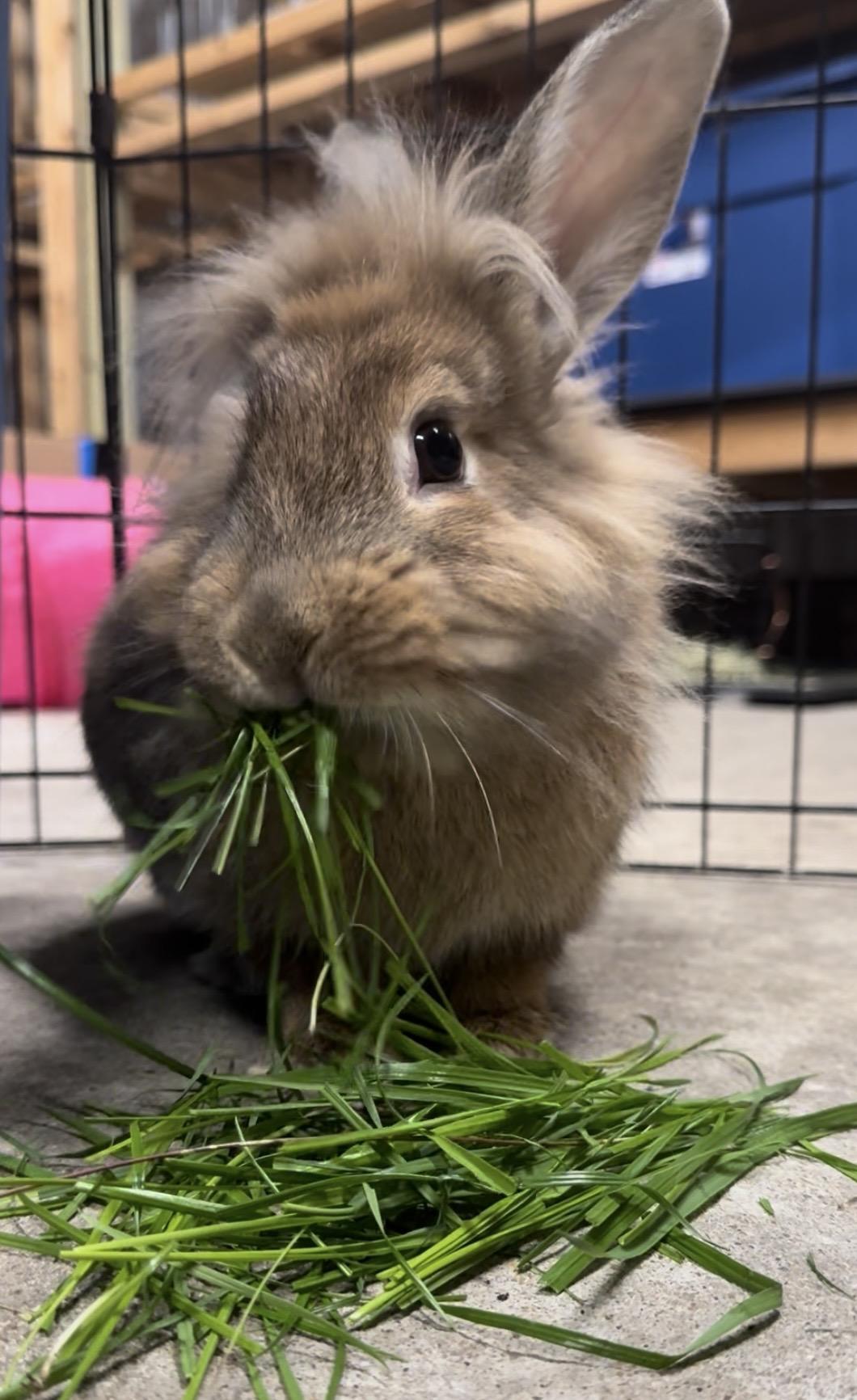Penelope, ADOPTABLE, Adult Female Lionhead.