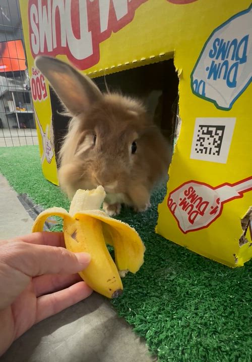 Enlarge Penelope, a ADOPTABLE Lionhead in North Little Rock, AR video 2/2
