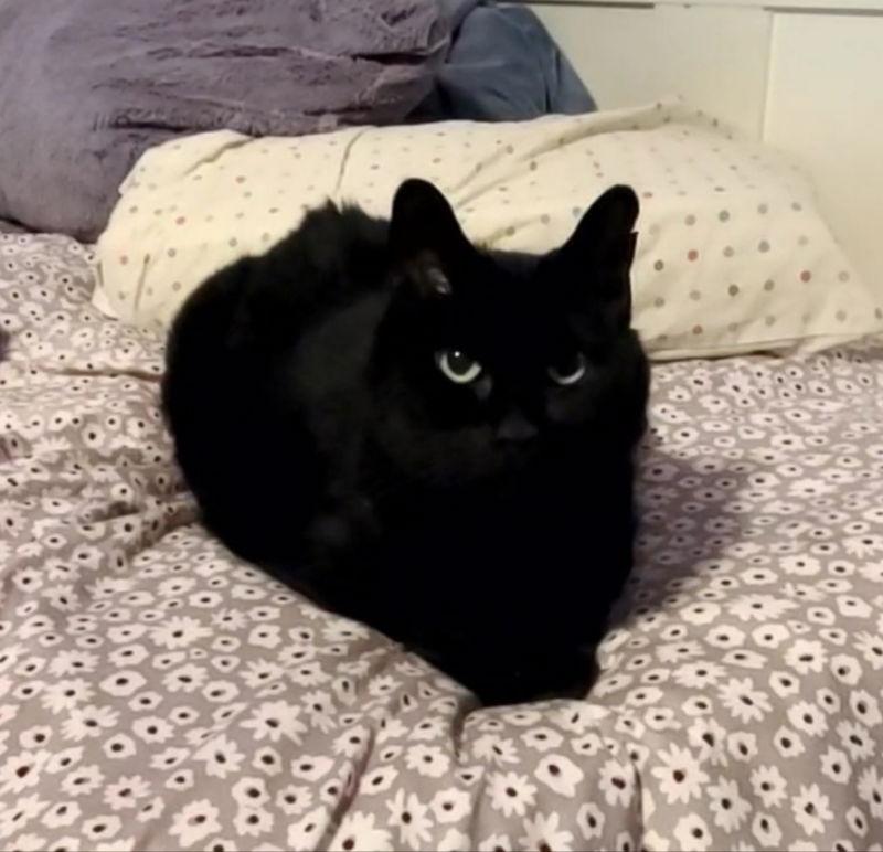 Enlarge Moe, a Adoptable Domestic Medium Hair in Mesa, AZ image 1/3