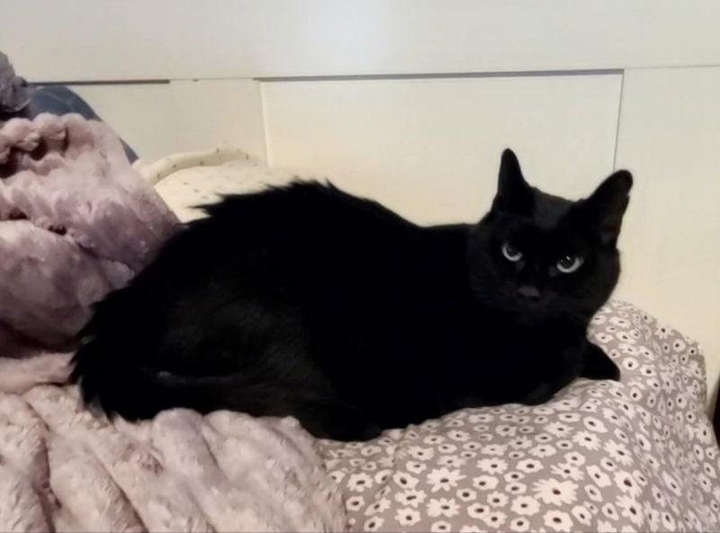 Enlarge Moe, a Adoptable Domestic Medium Hair in Mesa, AZ image 2/3