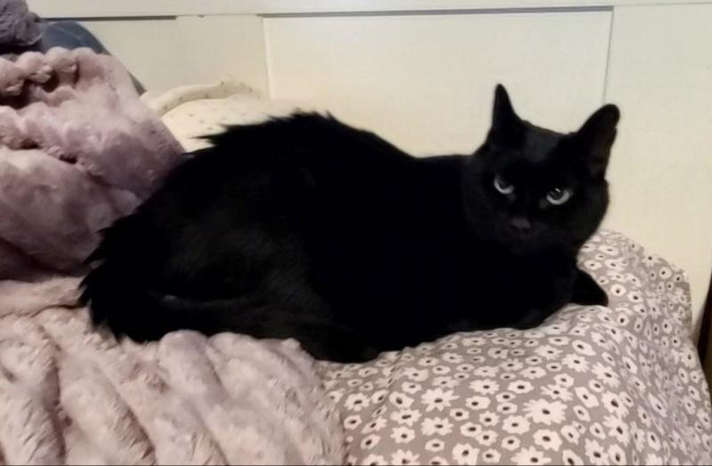 Enlarge Moe, a Adoptable Domestic Medium Hair in Mesa, AZ image 3/3