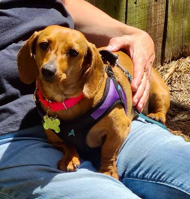 Sailor, an adopted Dachshund in Kennesaw, GA image 6/6