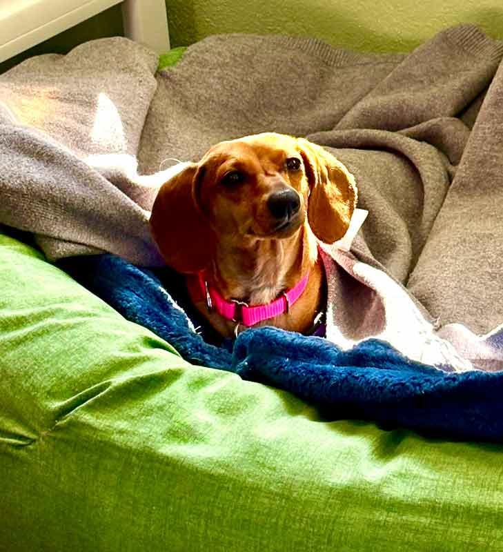 Sailor, an adopted Dachshund in Kennesaw, GA image 2/6