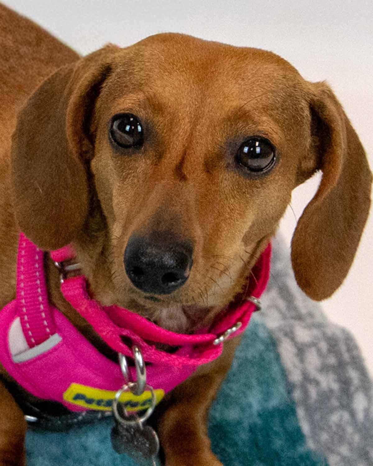 Sailor, an adopted Dachshund in Kennesaw, GA image 1/6