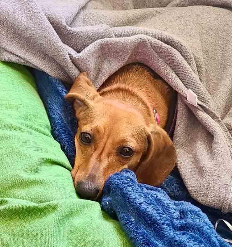 Sailor, an adopted Dachshund in Kennesaw, GA image 5/6