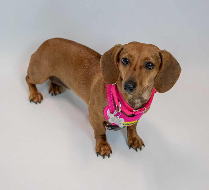 Sailor, an adopted Dachshund in Kennesaw, GA image 4/6