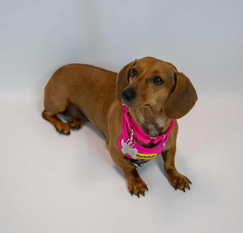 Sailor, an adopted Dachshund in Kennesaw, GA image 3/6