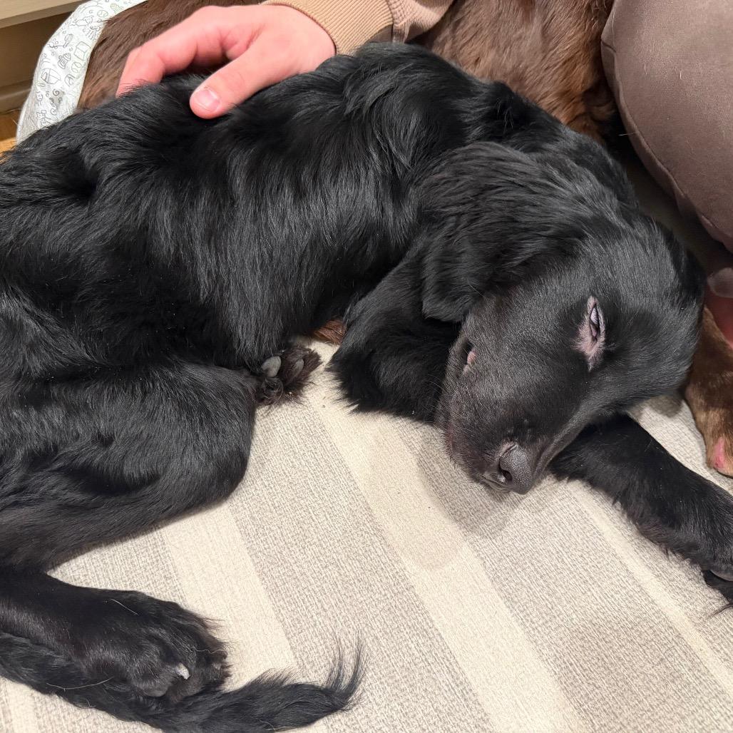 Enlarge Scout, a Adoptable mixed breed in Peculiar, MO image 1/6