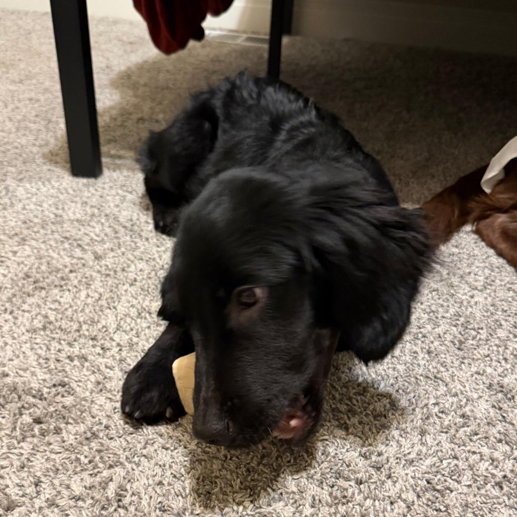 Enlarge Scout, a Adoptable mixed breed in Peculiar, MO image 3/6