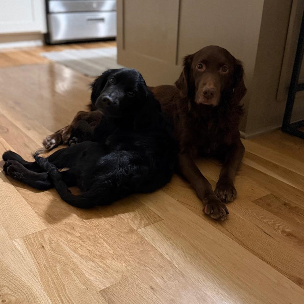 Enlarge Scout, a Adoptable mixed breed in Peculiar, MO image 4/6