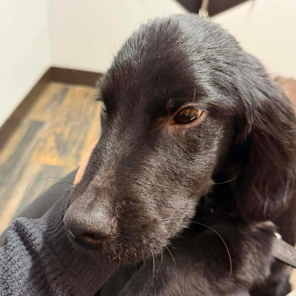 Enlarge Scout, a Adoptable mixed breed in Peculiar, MO image 5/6