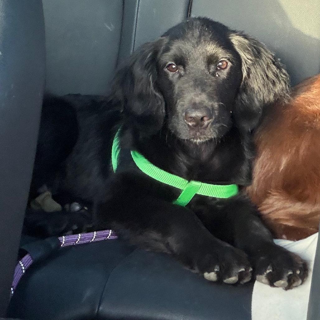 Enlarge Scout, a Adoptable mixed breed in Peculiar, MO image 2/6