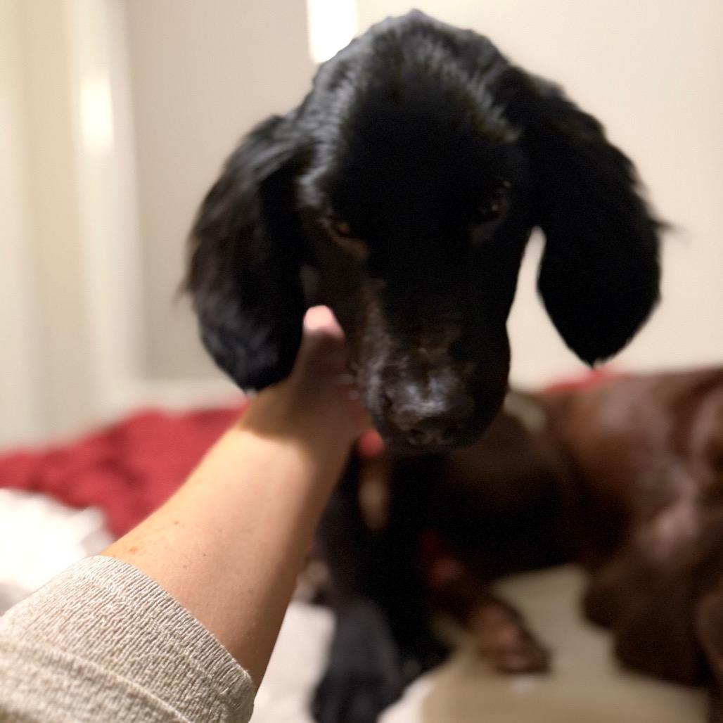 Enlarge Scout, a Adoptable mixed breed in Peculiar, MO image 6/6