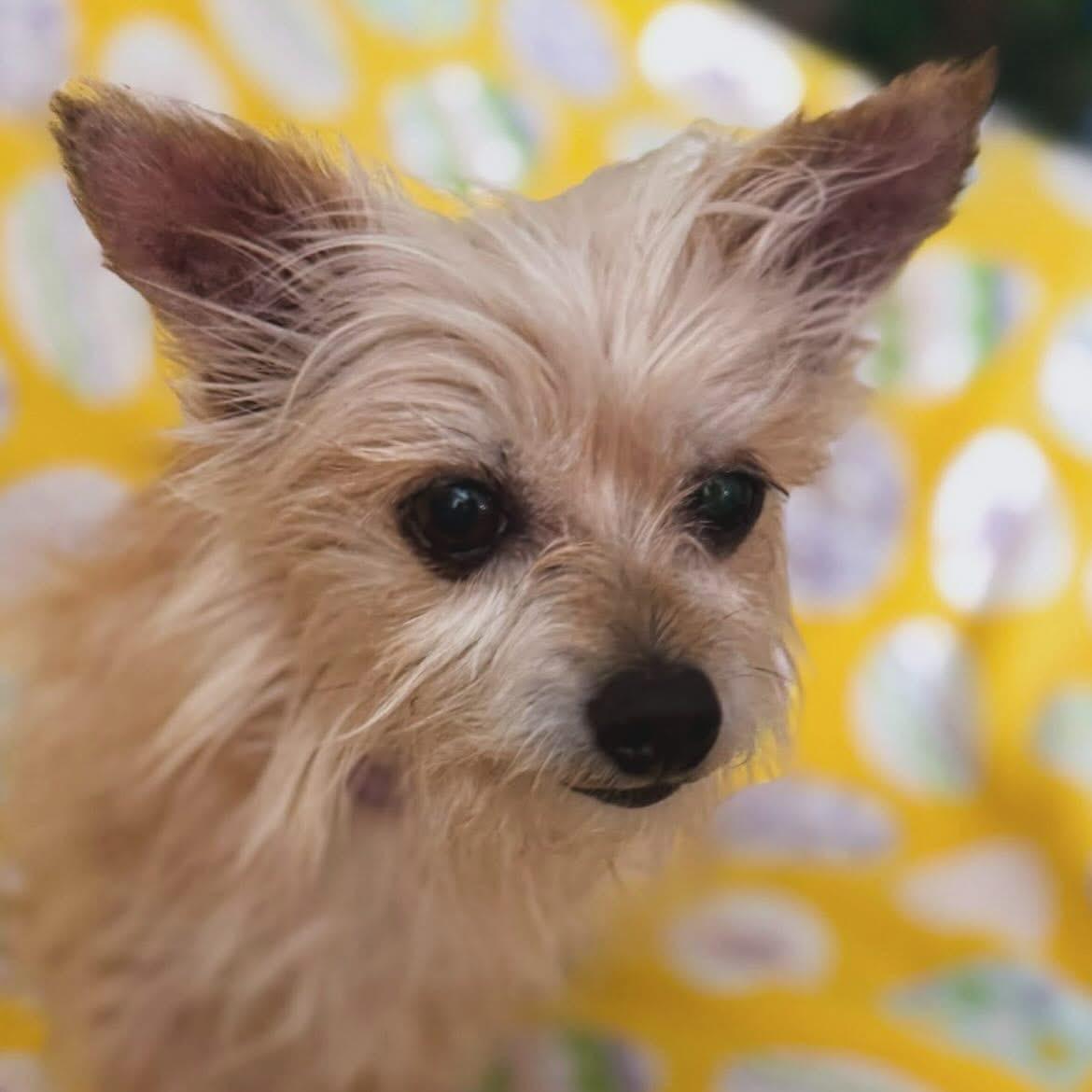 Enlarge Abby & Bella, a ADOPTABLE mixed breed in West Falls, NY image 2/4