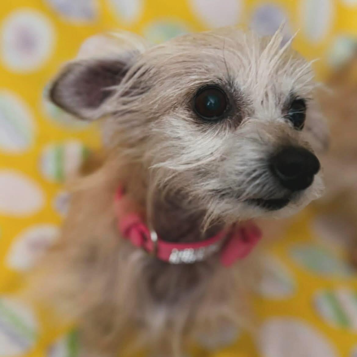 Enlarge Abby & Bella, a ADOPTABLE mixed breed in West Falls, NY image 3/4