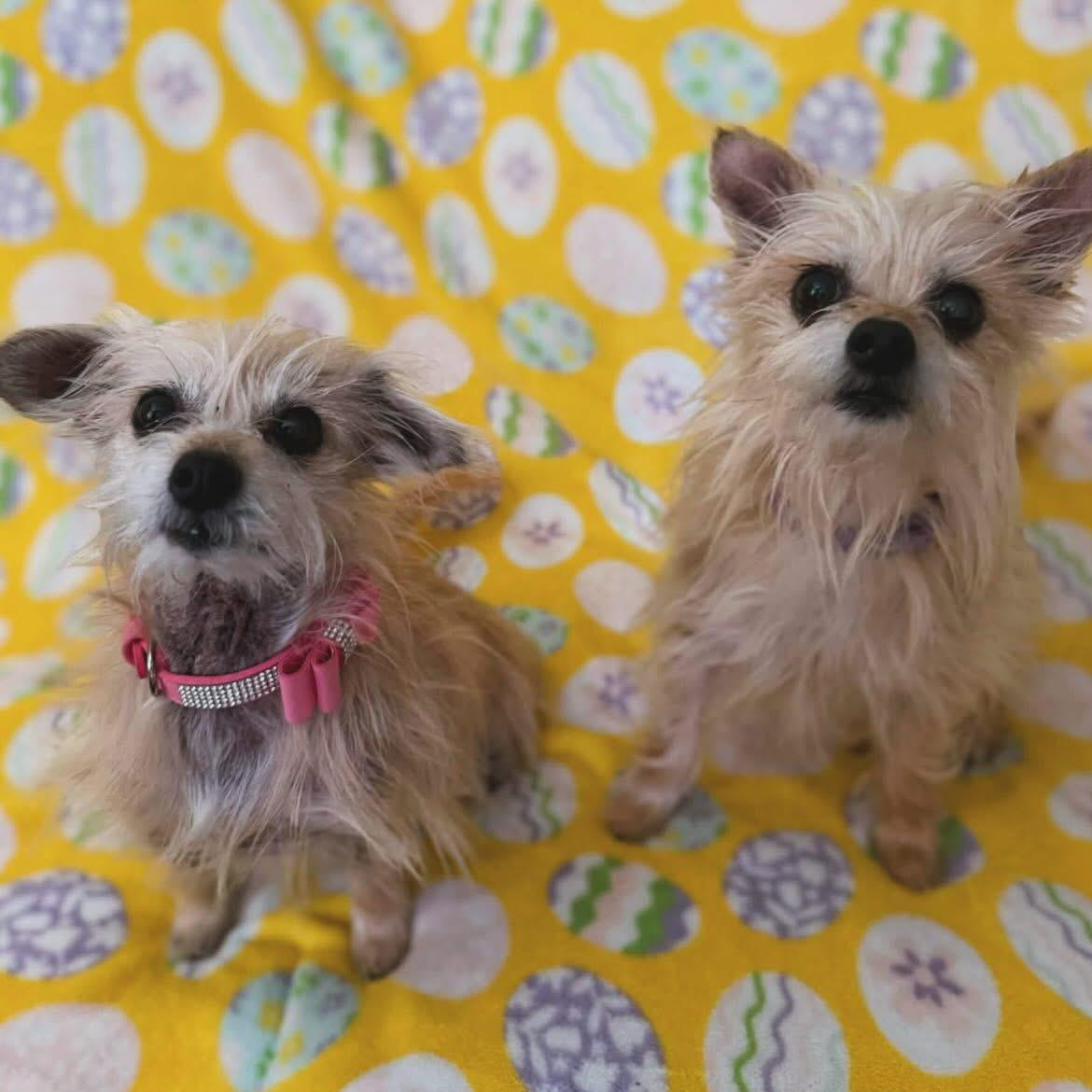 Enlarge Abby & Bella, a ADOPTABLE mixed breed in West Falls, NY image 1/4