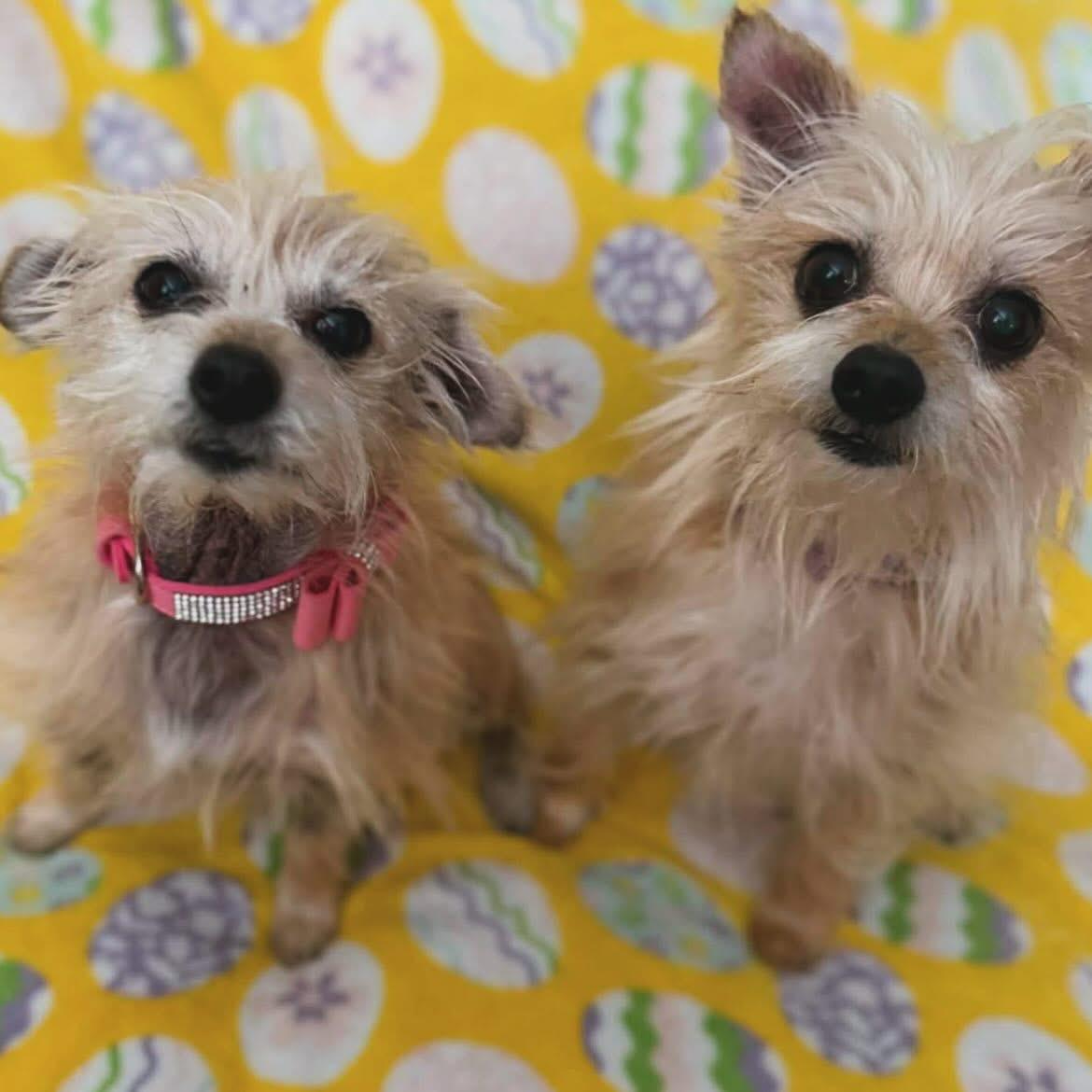 Enlarge Abby & Bella, a ADOPTABLE mixed breed in West Falls, NY image 4/4