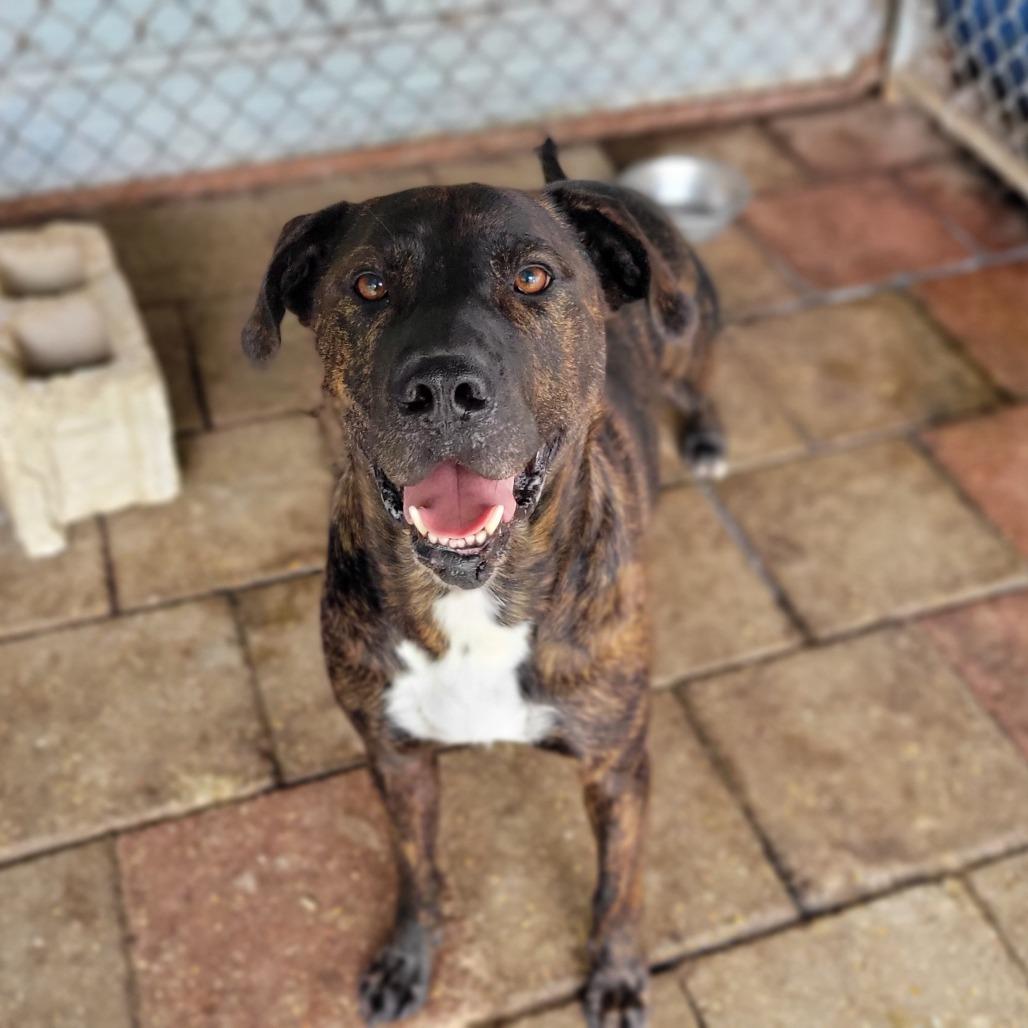 Donatello, Adoptable, Senior Male Mixed Breed.