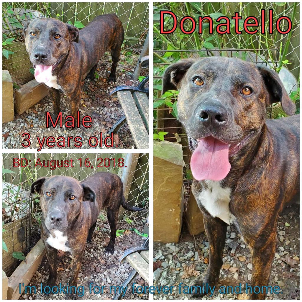 Donatello, a Adoptable Mixed Breed in Boaz, AL image 2/2