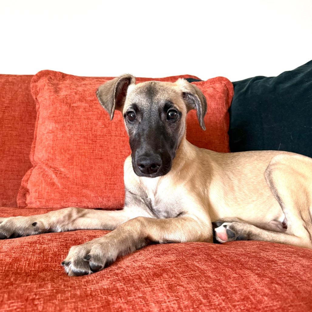 Everest, Adoptable, Puppy Male Whippet & Golden Retriever.