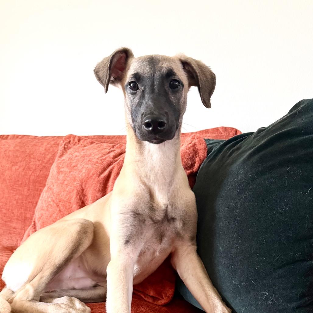 Enlarge Everest, a Adoptable mixed breed in Naperville, IL image 2/6