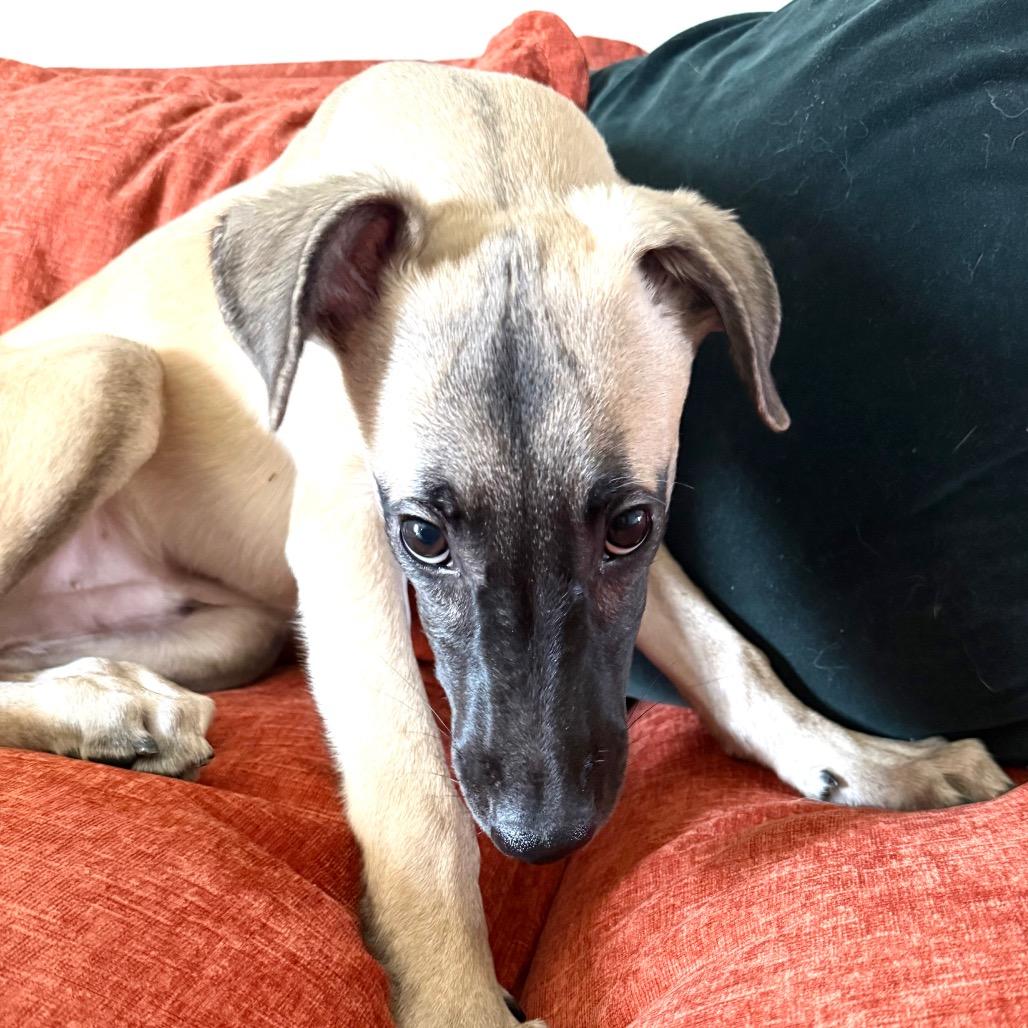 Enlarge Everest, a Adoptable mixed breed in Naperville, IL image 3/6