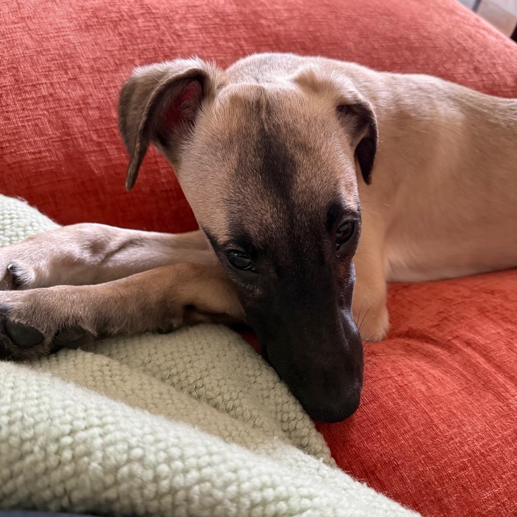 Enlarge Everest, a Adoptable mixed breed in Naperville, IL image 4/6
