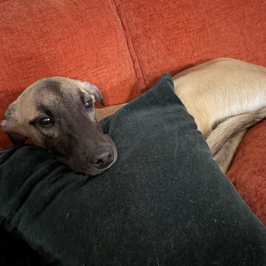 Enlarge Everest, a Adoptable mixed breed in Naperville, IL image 6/6