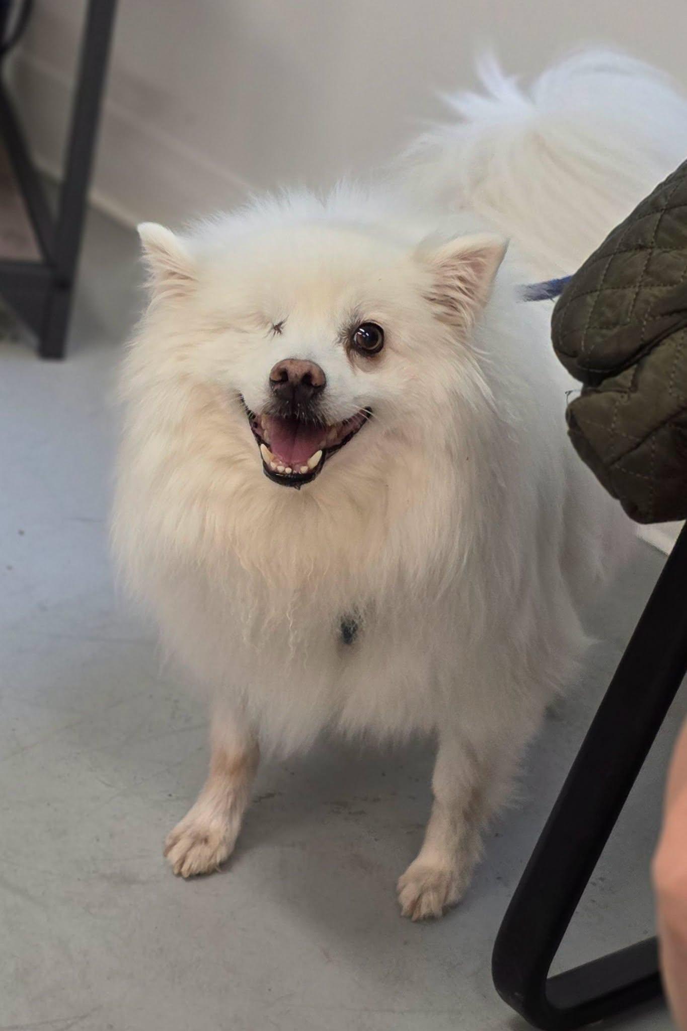 Gee, adopted, Senior Male American Eskimo Dog.