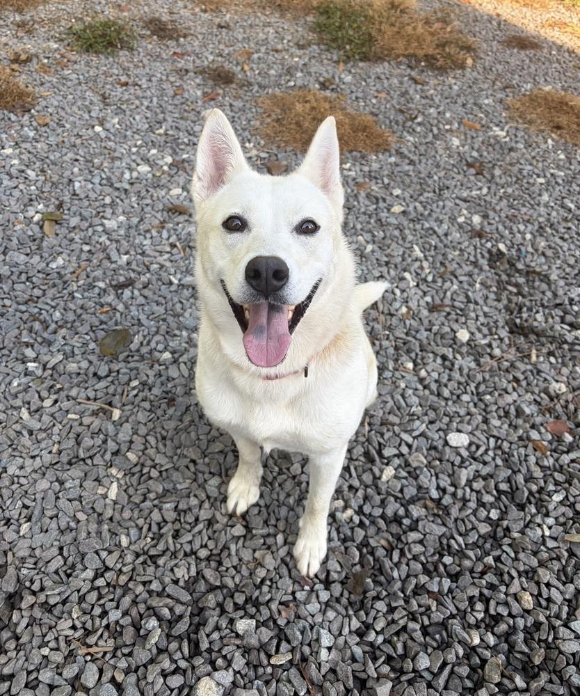 Nia, Adoptable, Young Female Siberian Husky & Shepherd.