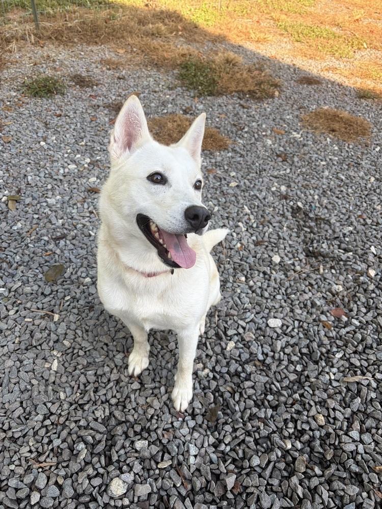 Enlarge Nia, a Adoptable mixed breed in Mocksville, NC image 2/4