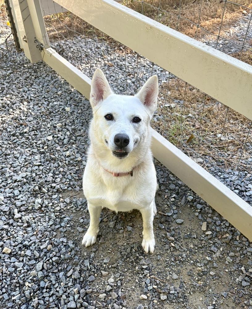 Enlarge Nia, a Adoptable mixed breed in Mocksville, NC image 3/4