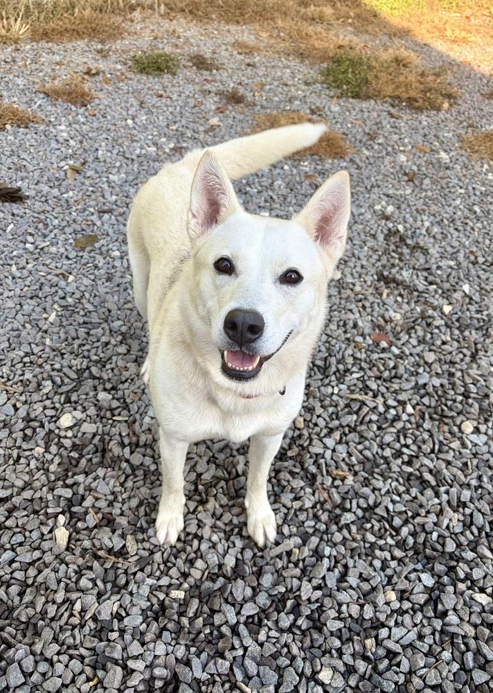 Enlarge Nia, a Adoptable mixed breed in Mocksville, NC image 4/4