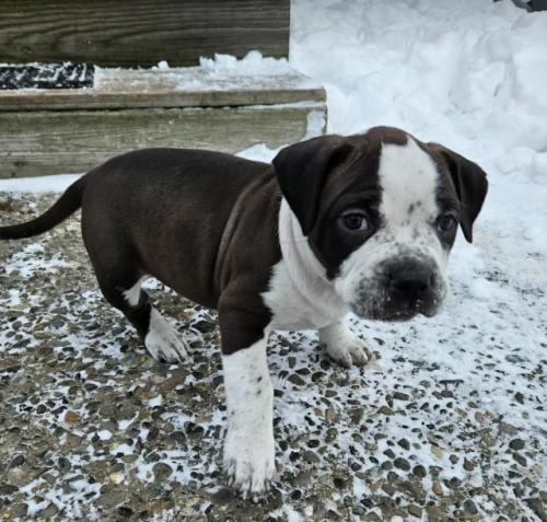Lexa (2 months old), ADOPTABLE, Puppy Female Pit Bull Terrier.