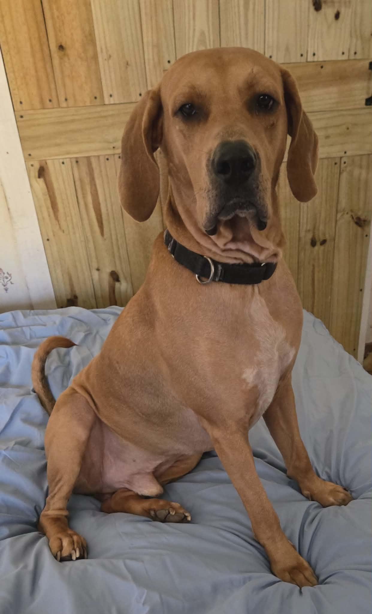 Enlarge Skip, a Adoptable mixed breed in Millbury, MA image 5/6