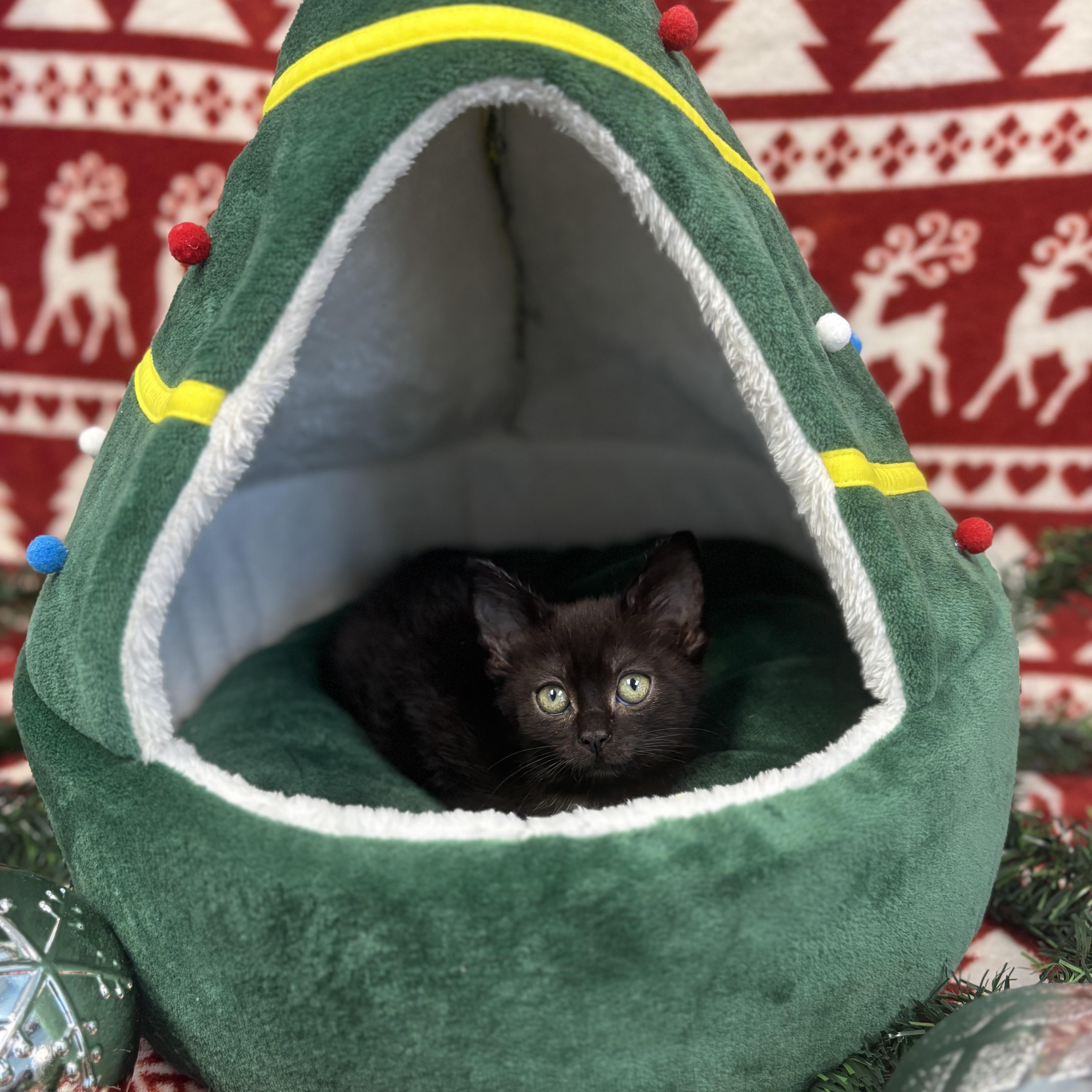 Boo, a ADOPTABLE Domestic Short Hair in Bear, DE image 1/2