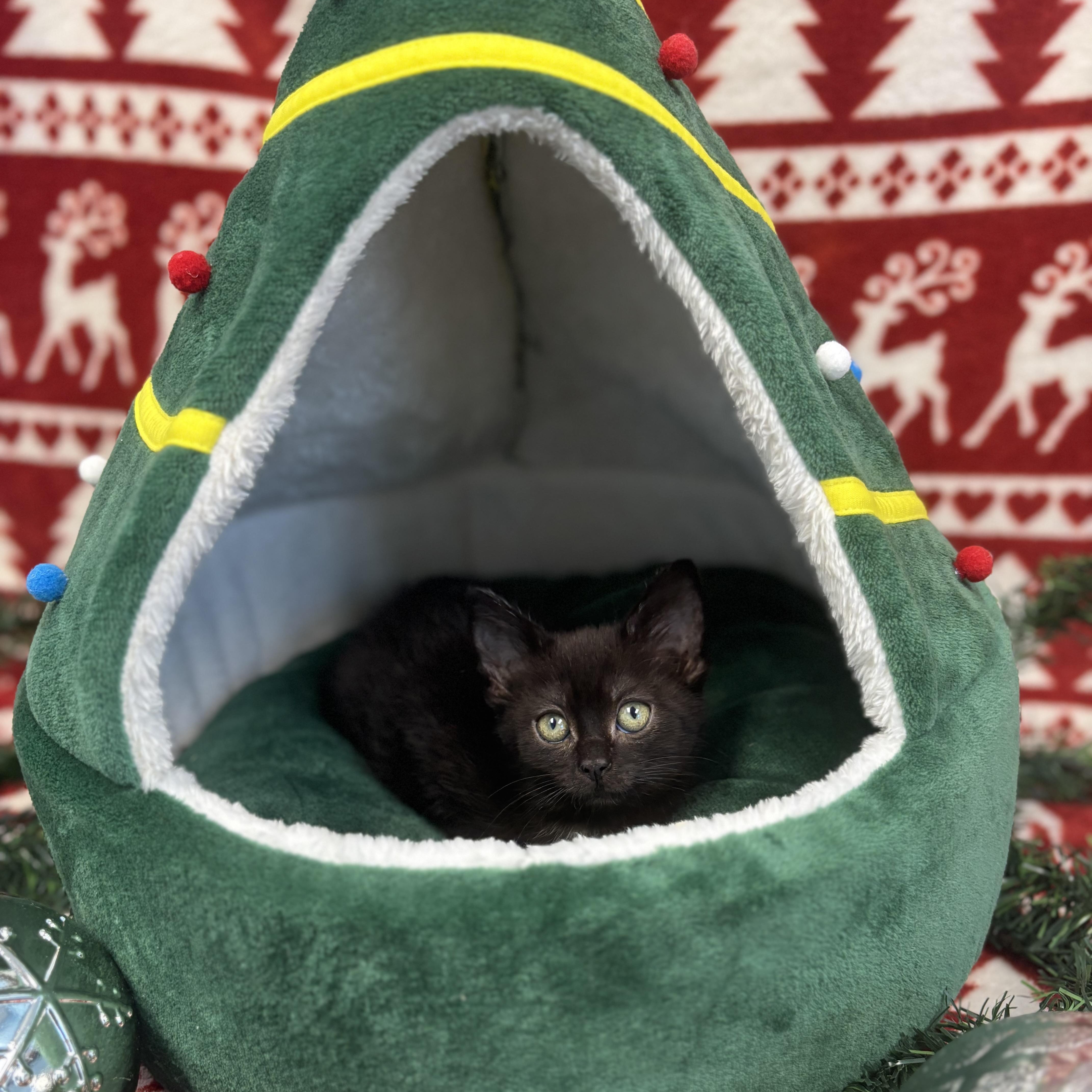 Boo, a ADOPTABLE Domestic Short Hair in Bear, DE image 2/2