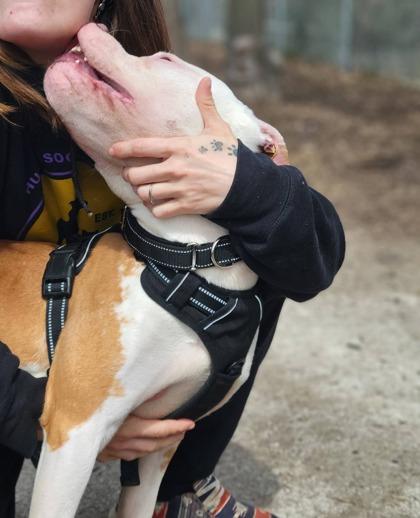 Enlarge Flounder, a Adoptable mixed breed in Hobart, IN image 1/3