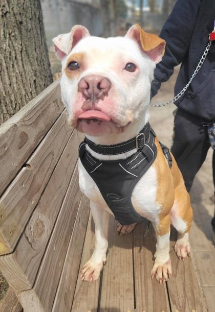 Flounder, Adoptable, Young Male Mixed Breed & Mixed Breed.